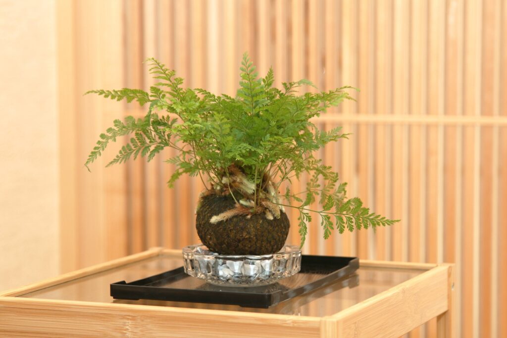 父の日 プレゼント　つりしのぶ　苔玉しのぶ