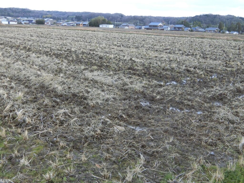 田んぼ