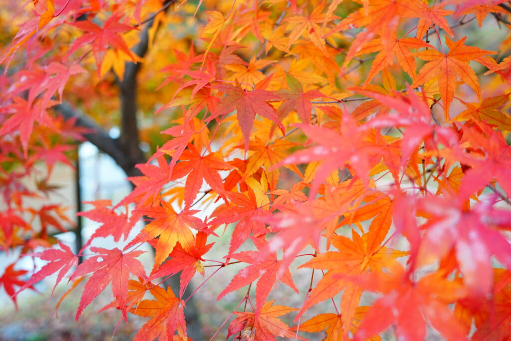 紅葉葉