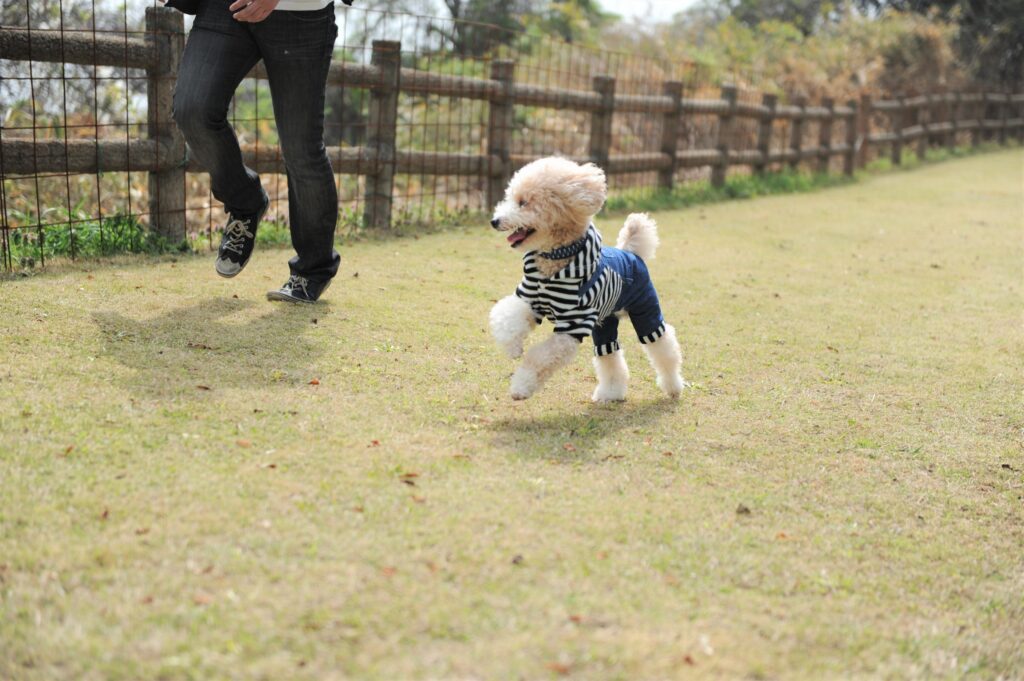 dogrun