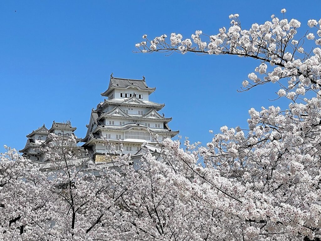 姫路城と桜