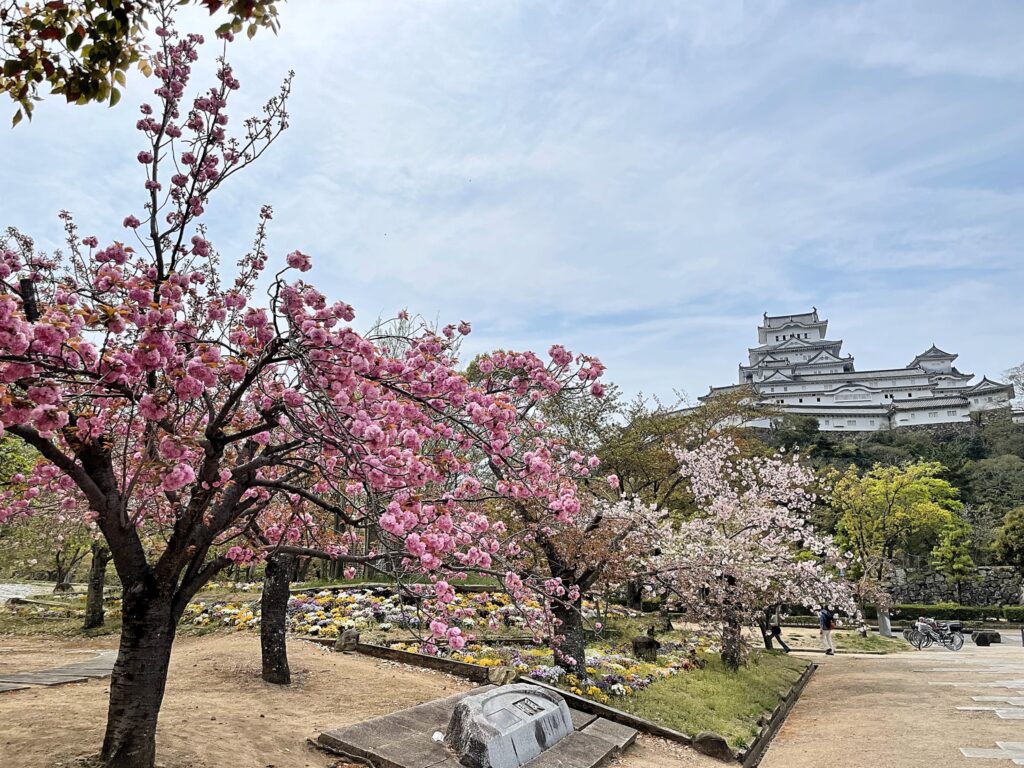 博物館前　シロトピア記念公園はサクラの種類も多い