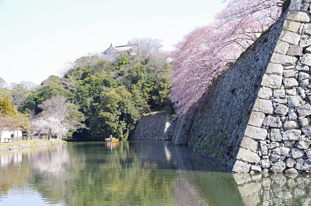 好古園前 石垣からこぼれるように咲くサクラ