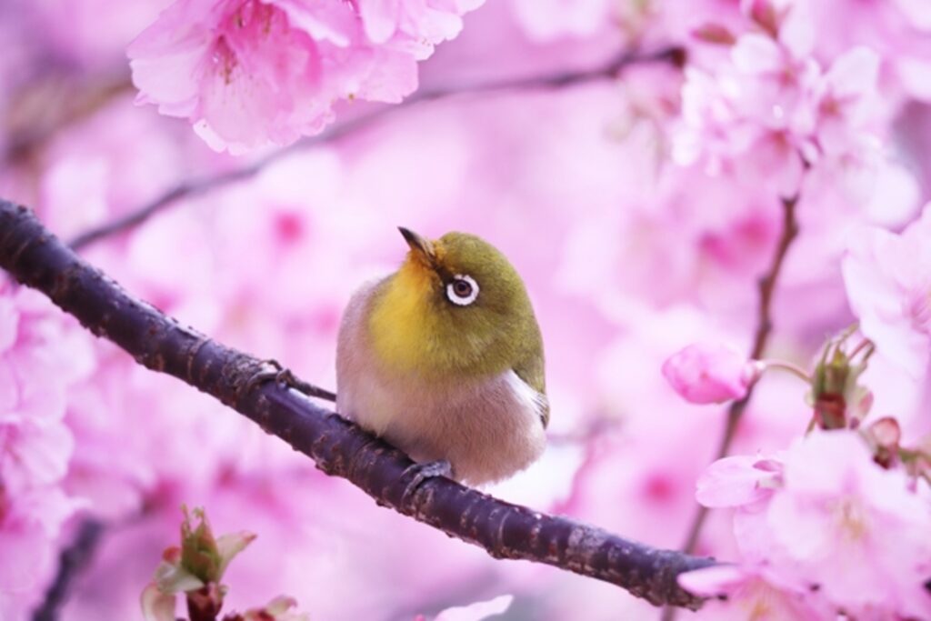 桜とメジロ