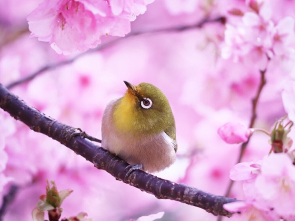 桜花とメジロ