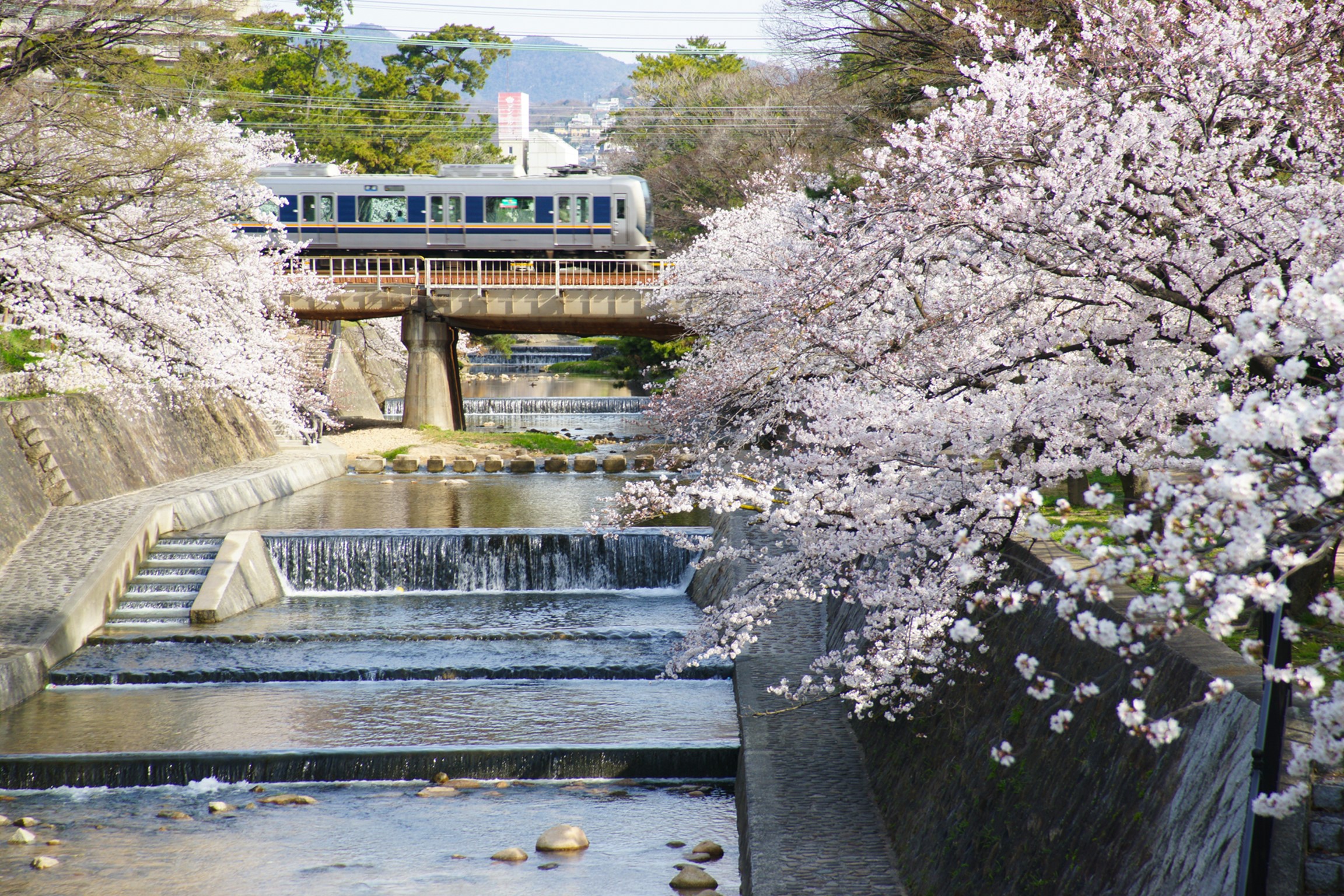 夙川の桜並木と電車
