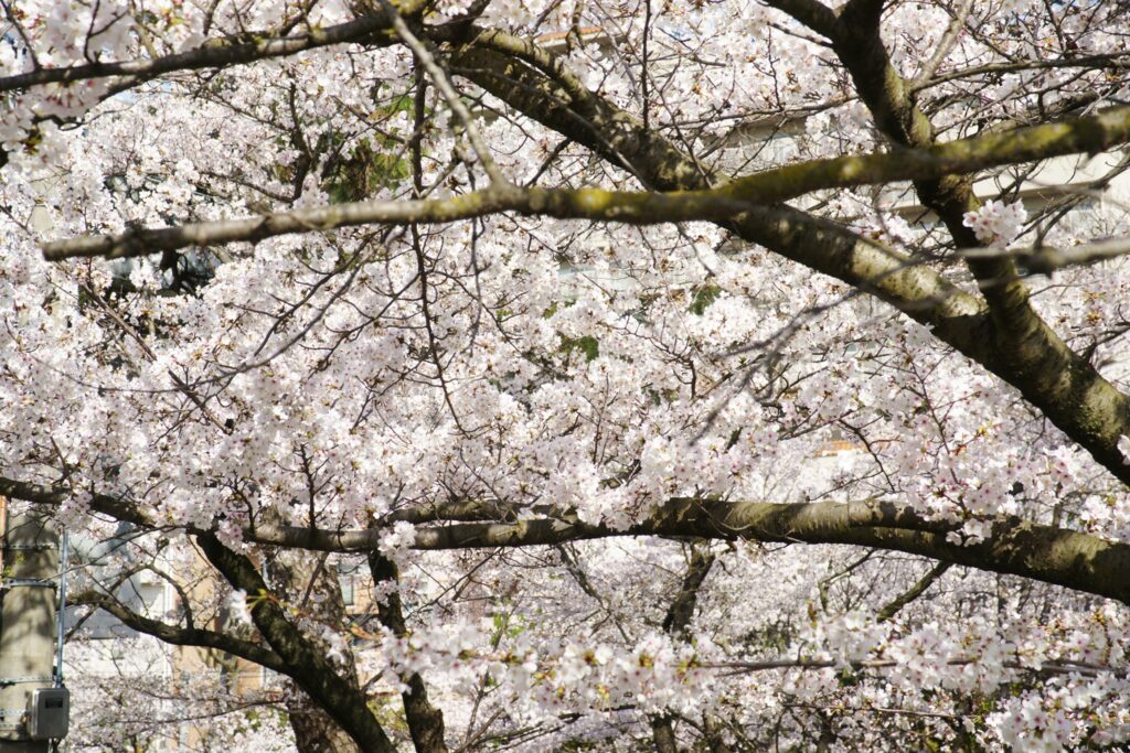 桜