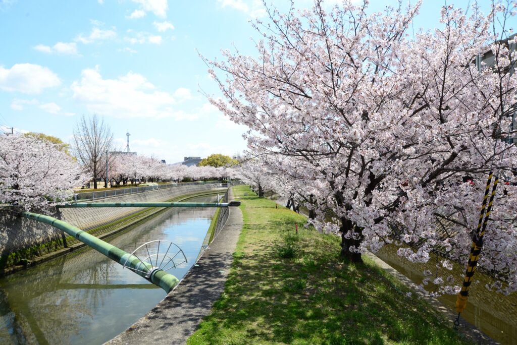東川沿いの桜