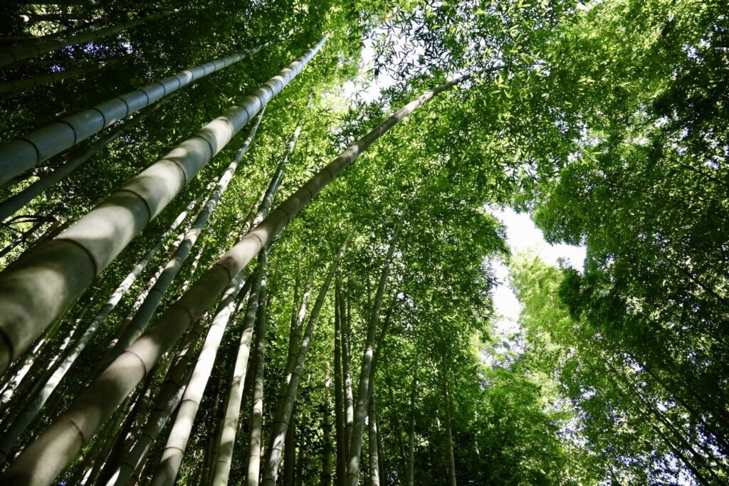 竹林