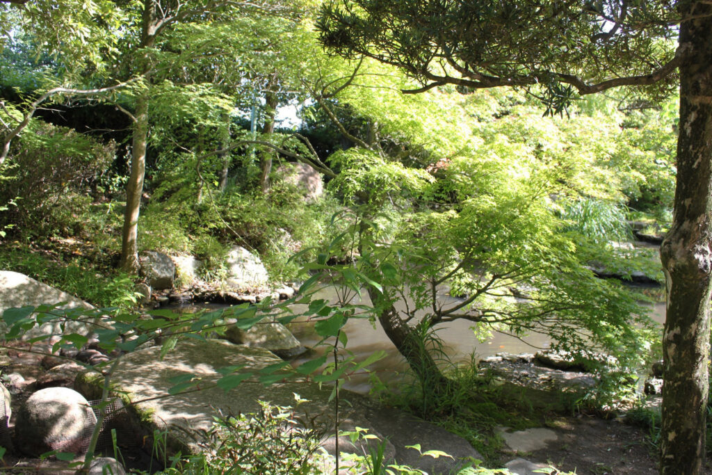 新緑に包まれた静かな池