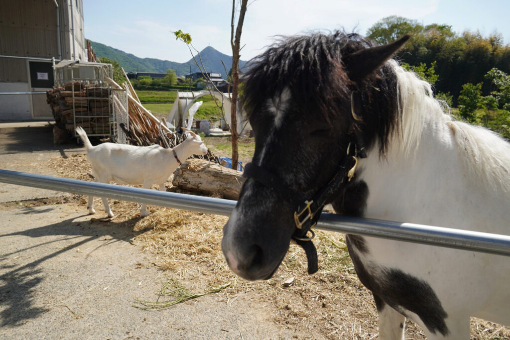 播州織 いろいろな種類の動物たちが共生する