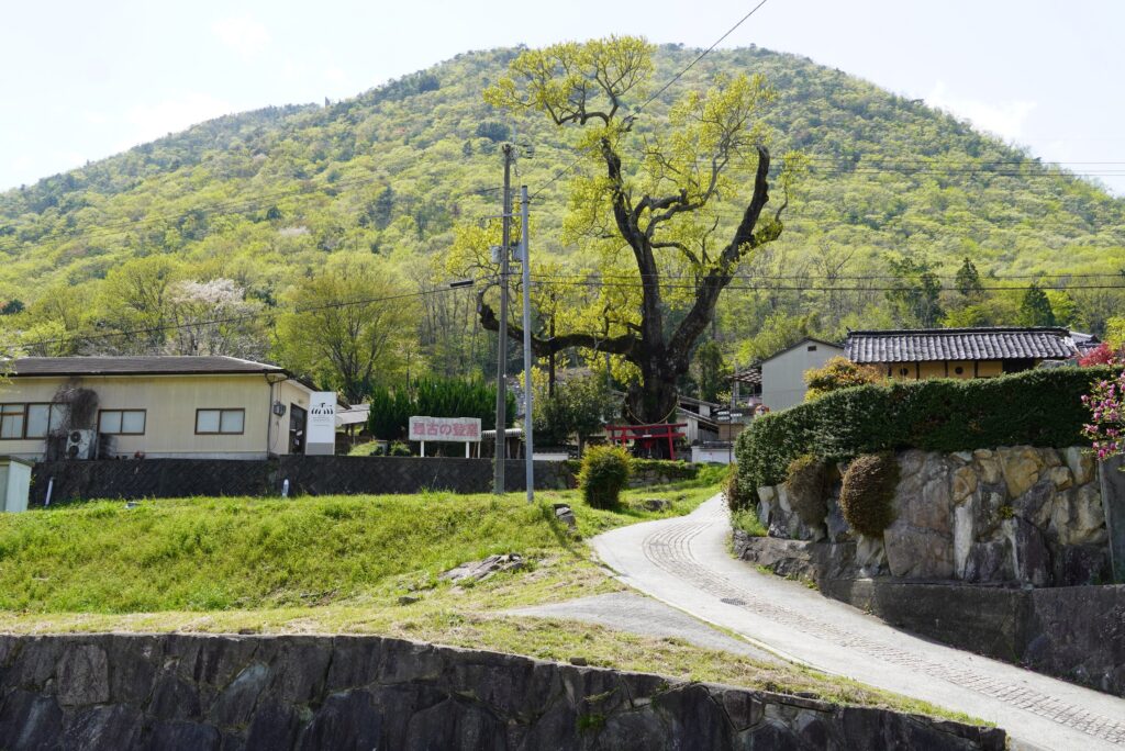 郷土記念物の「おみの木」