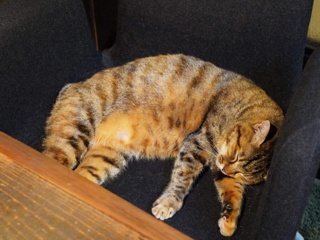 猫の「マツコ」