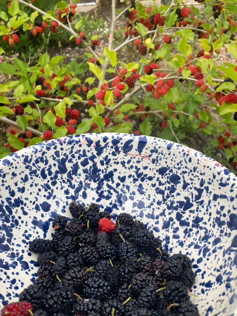 見つけた木の実などは食べてもいいそう
