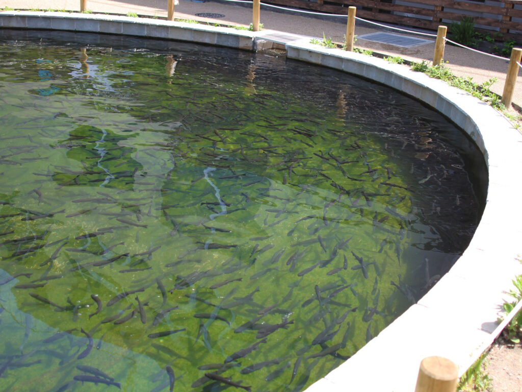 ニジマス釣りができる釣り堀『FISH POND（フィッシュポンド）』