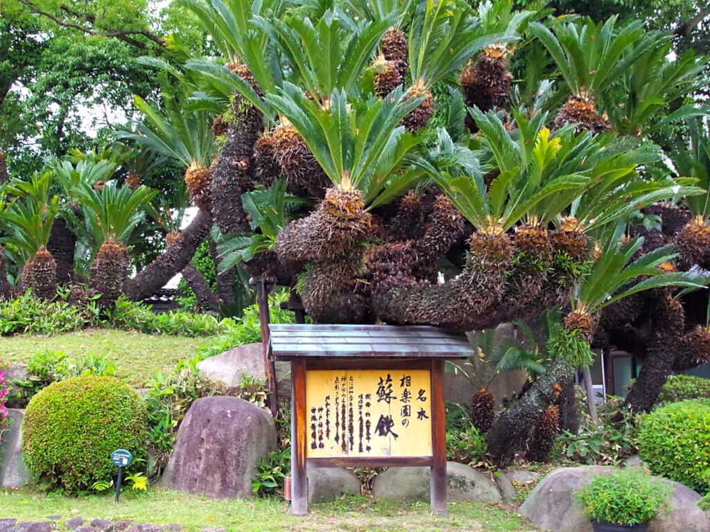 蘇鉄（ソテツ）