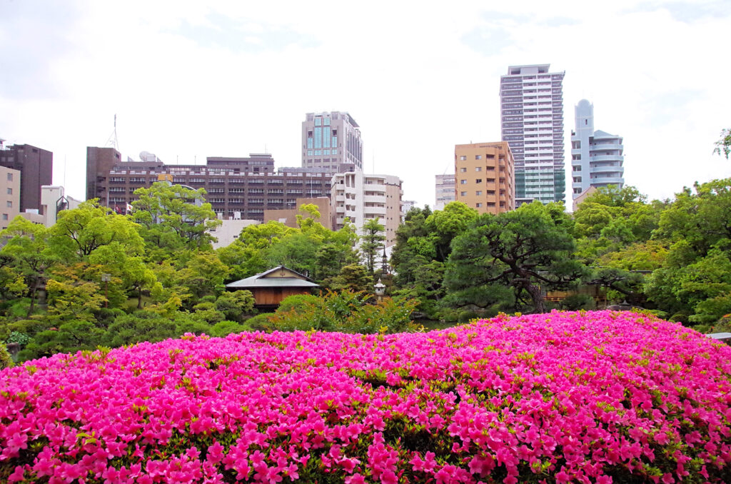 サツキツツジ（5月下旬から6月上旬）
