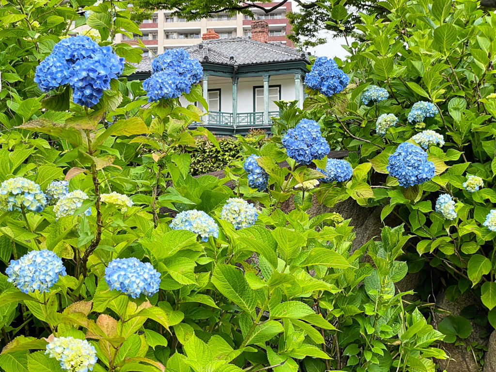 5月下旬からは、アジサイが見頃を迎える