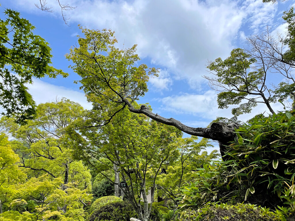 枝を横に伸ばした伊呂波紅葉