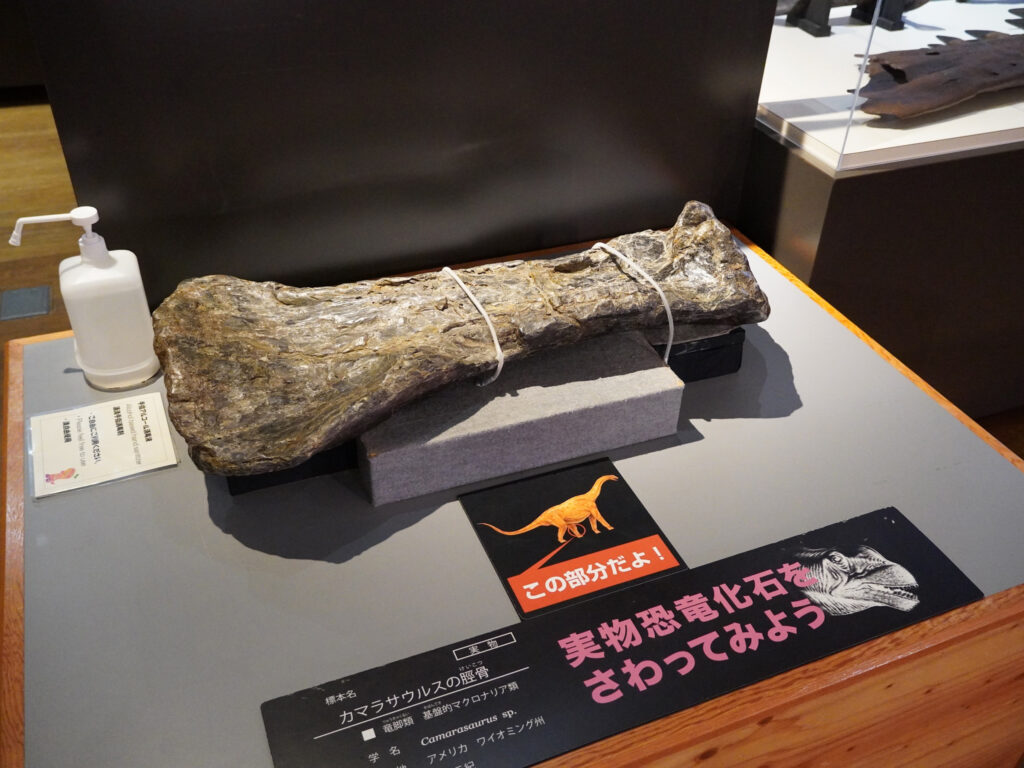 マラサウルスの脛骨の実物化石