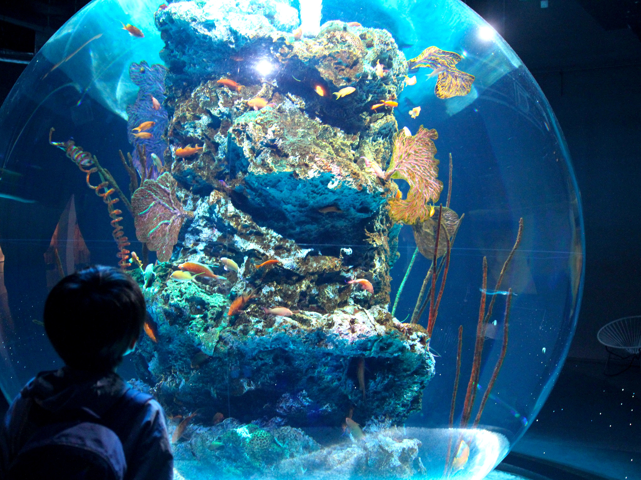 『AQUARIUM ✕ ART átoa（アクアリム バイアート アトア）』