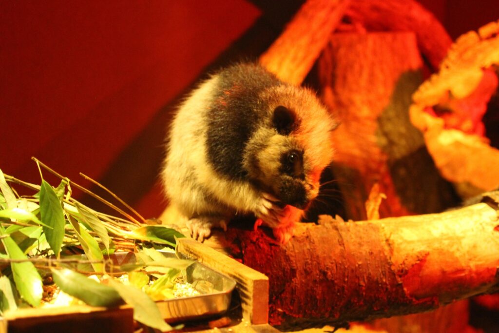 食事中のフクロモモンガ