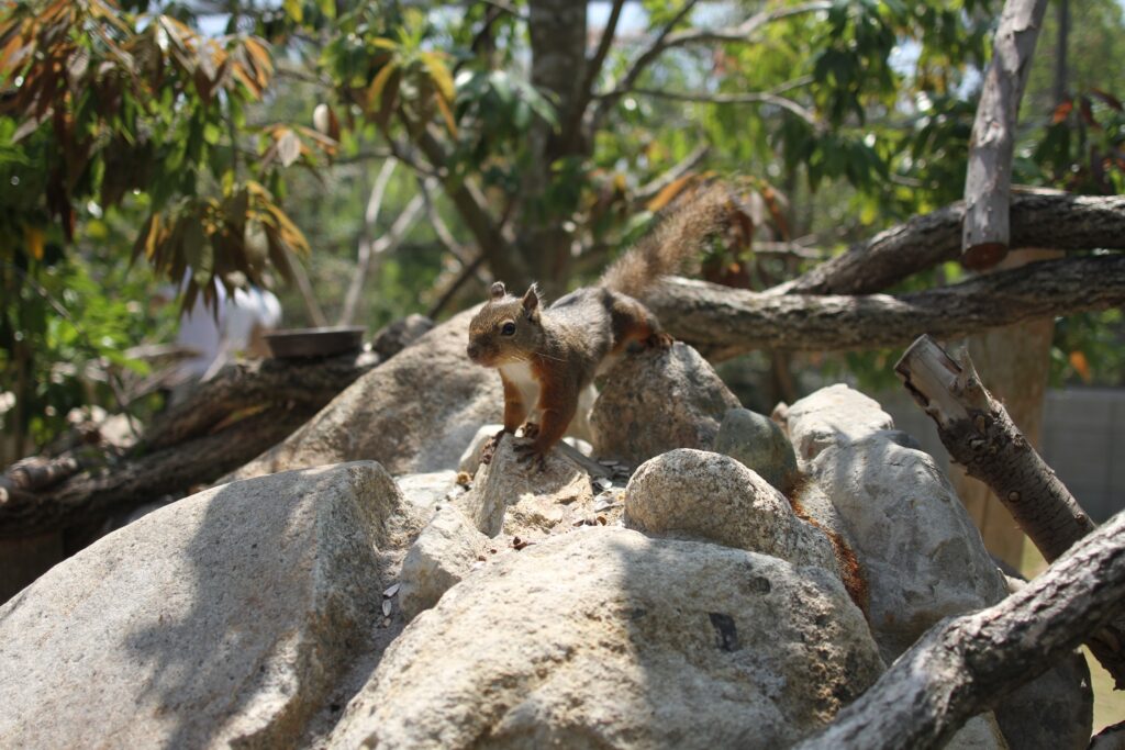 「リスの森  ~Squirrel Forest~」