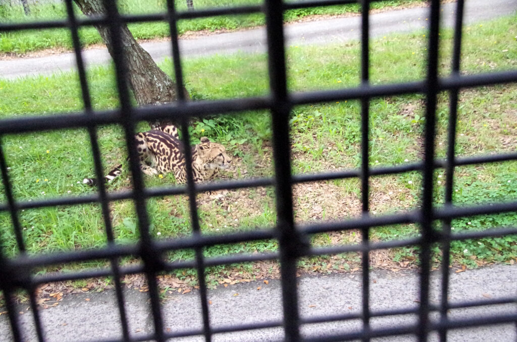 チーター発見