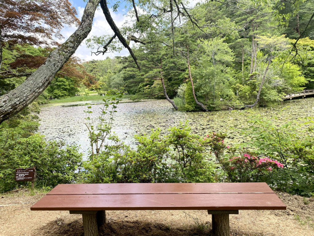 睡蓮の花が咲く「長谷池」