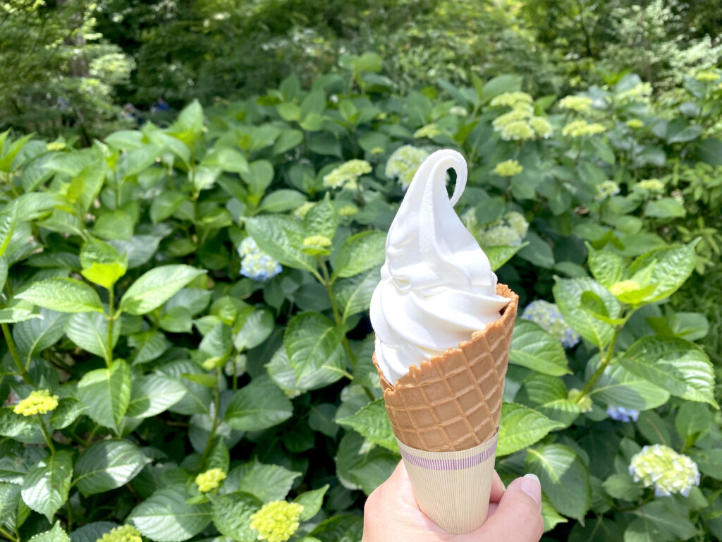 濃厚なミルク味のソフトクリーム