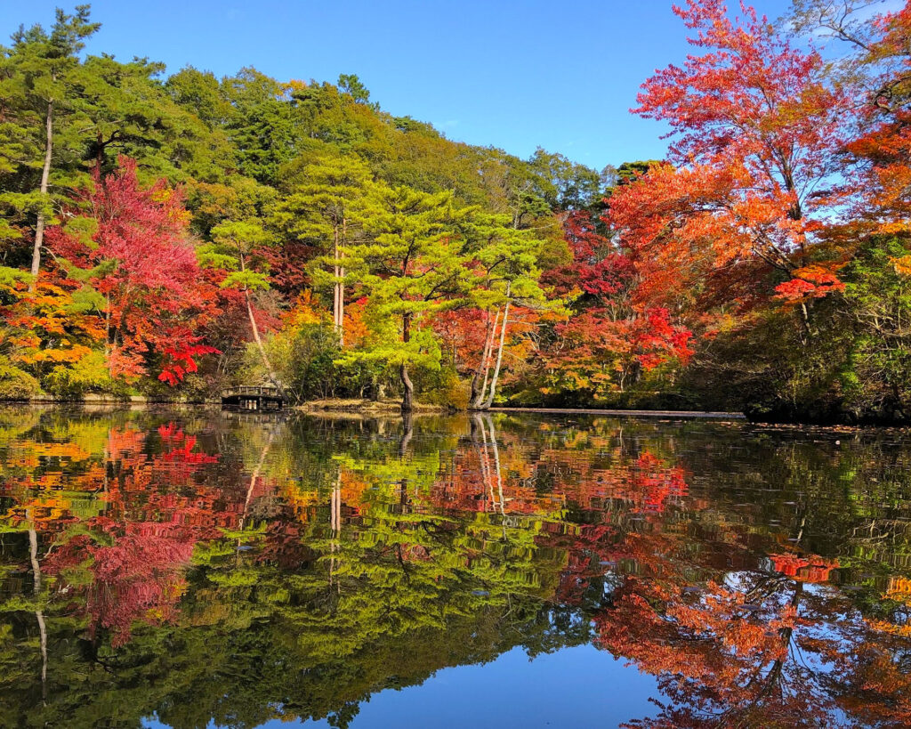 写真提供：『森林植物園』
