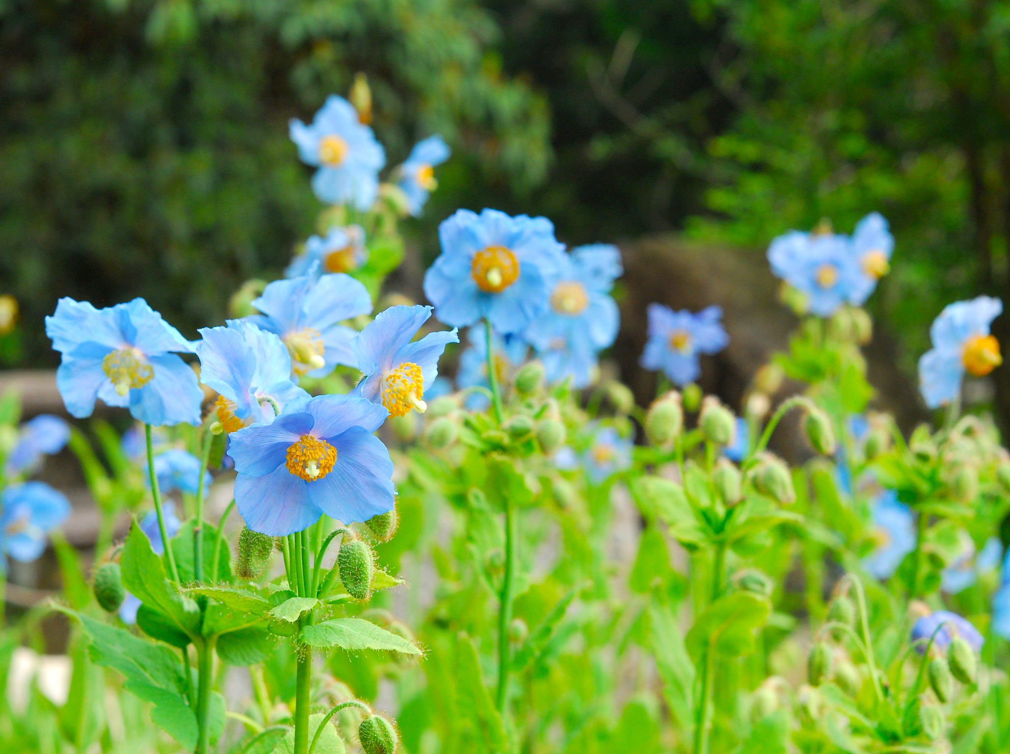 『六甲高山植物園』