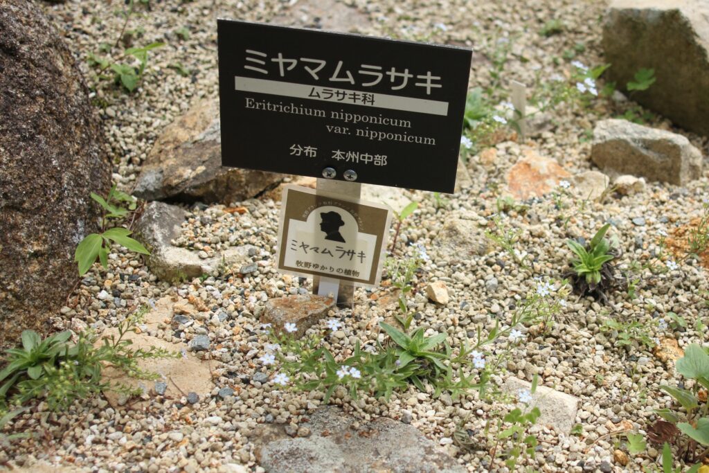 牧野富太郎博士が学名をつけた「ミヤマムラサキ」