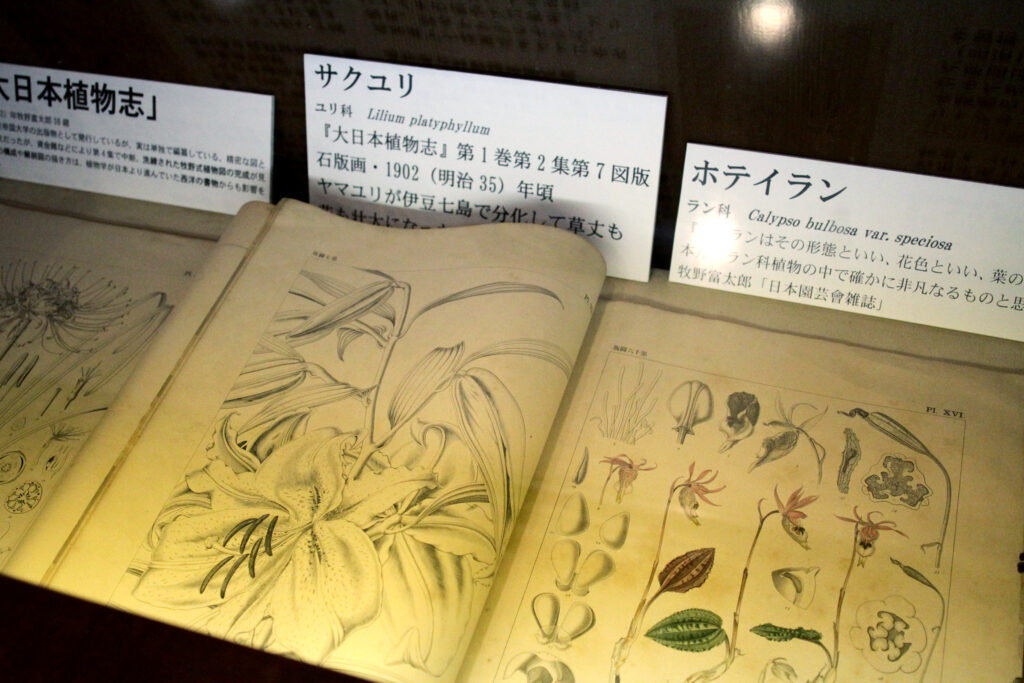資料の中には牧野博士直筆の手紙やスケッチも