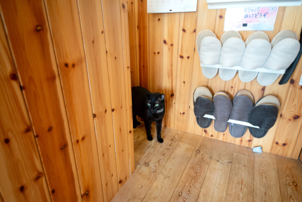カウンターから降りてきたぎん杏ちゃん