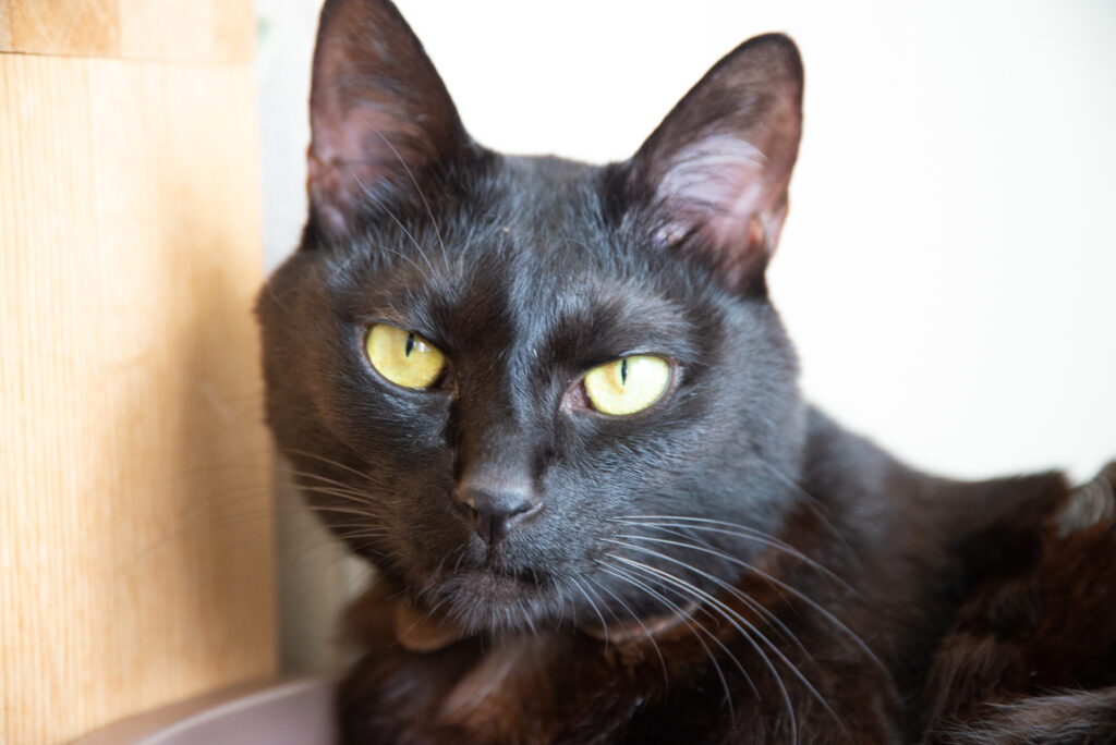 
夜でも目が良く見えるから福猫とされた、という説もあります