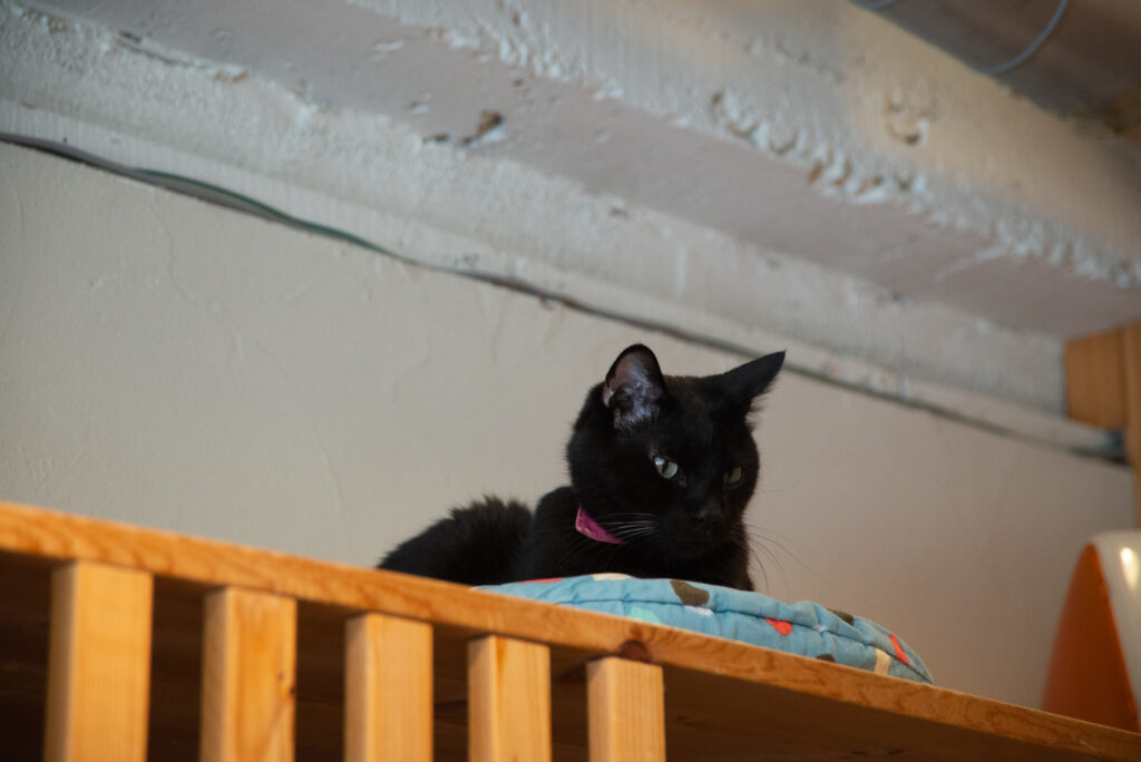 黒猫