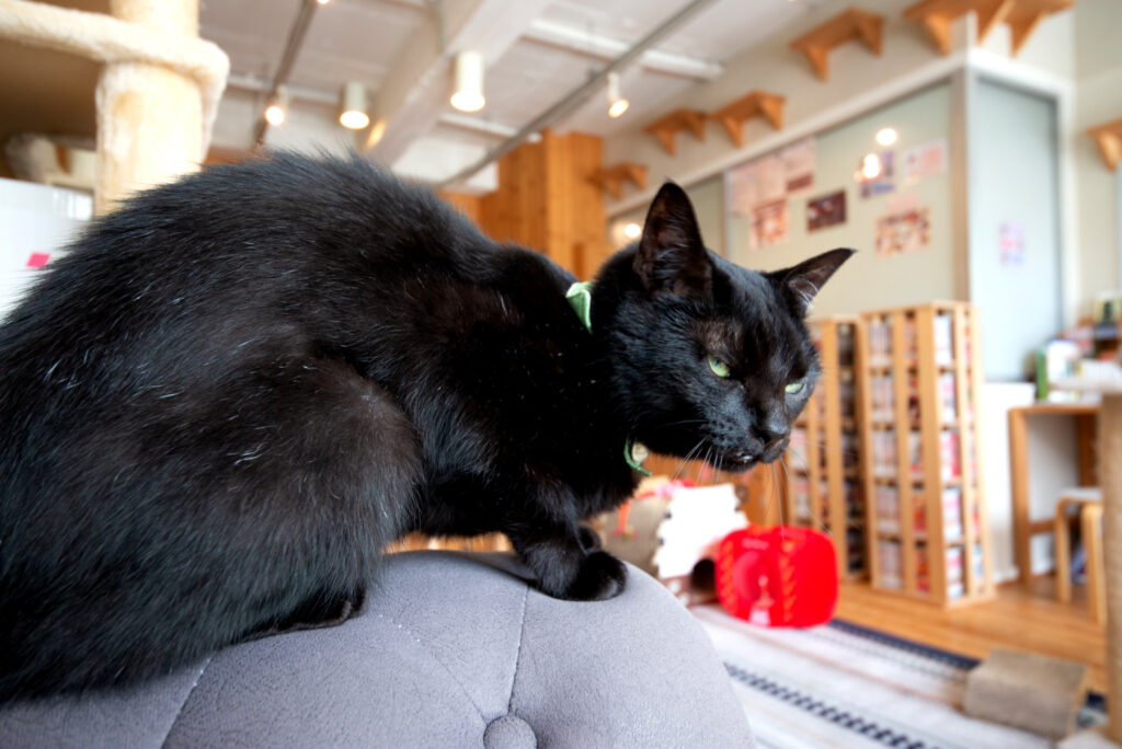 黒猫