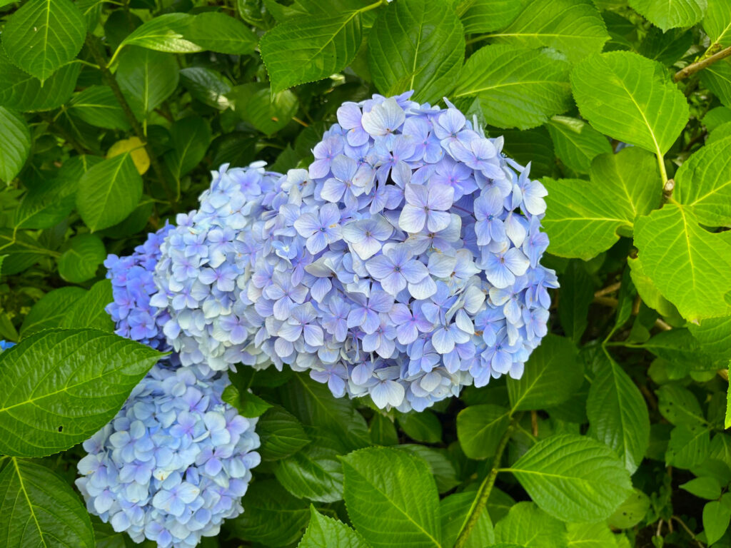 初夏には道沿いにアジサイが迎えてくれます