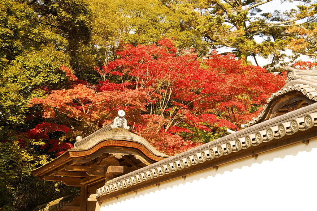 書写山もみじまつりで公開される十妙院の庭を塀の外から撮影