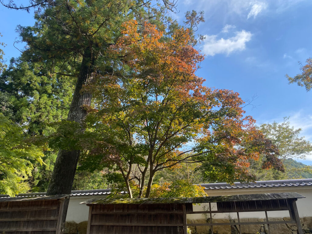 訪れた10月下旬はところどころ色づいている程度