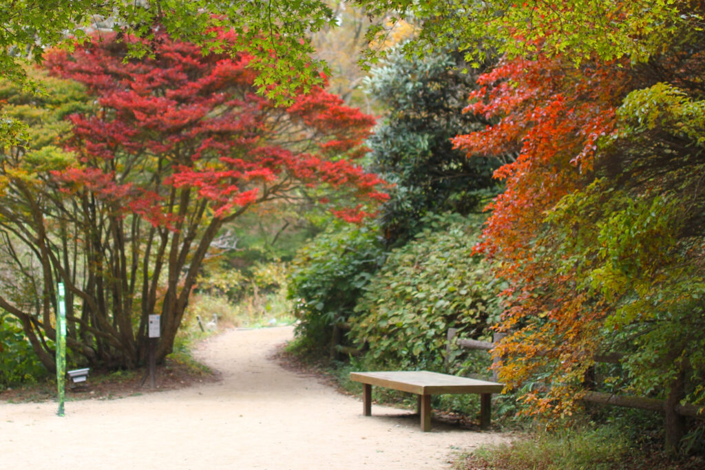 紅葉