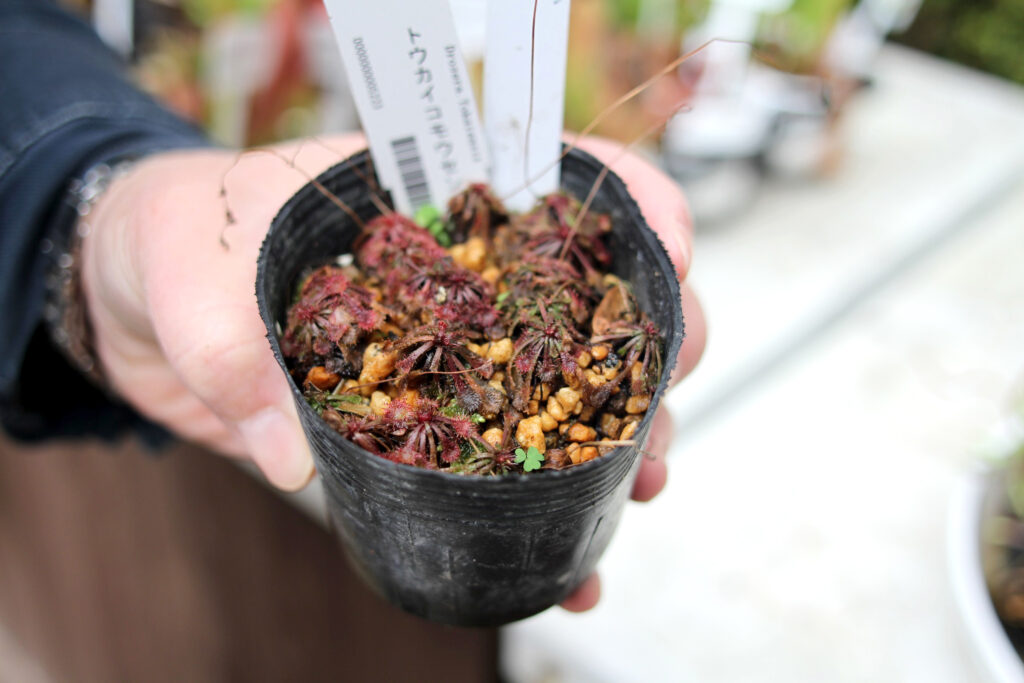 粘液を分泌して虫を捕獲する「モウセンゴケ」