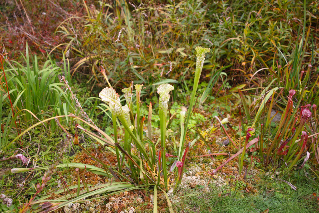 葉が筒状になっている食虫植物「サラセニア」