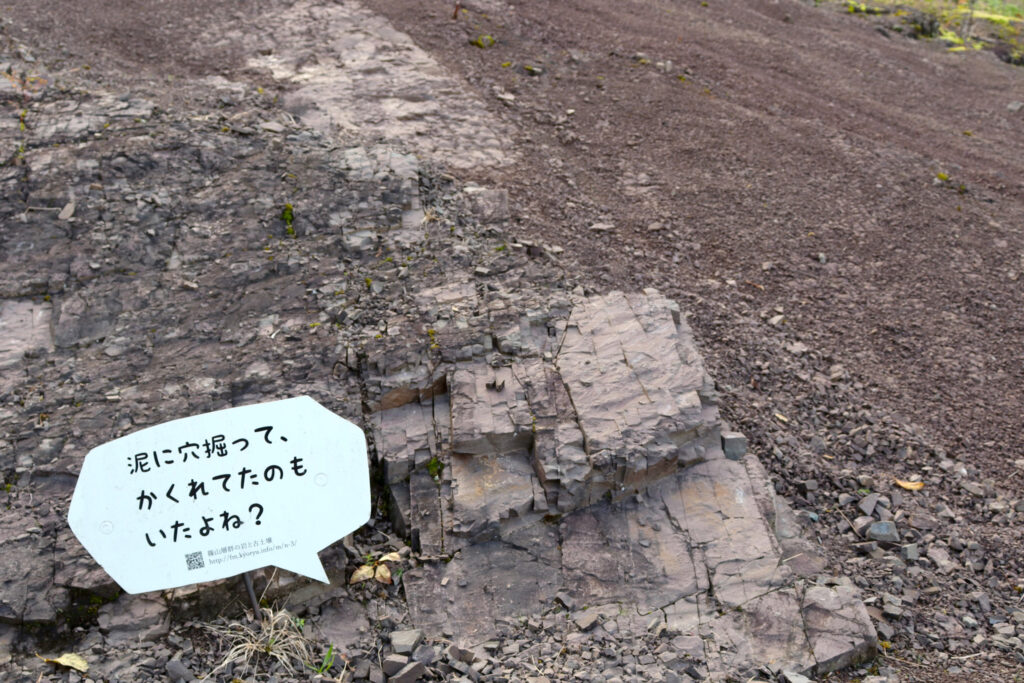 篠山層群の地層は貴重な自然資源です。登ったりせず、観察しましょう。