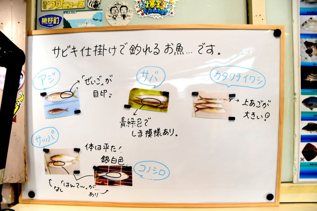 サビキ釣りではこのような魚が釣れます