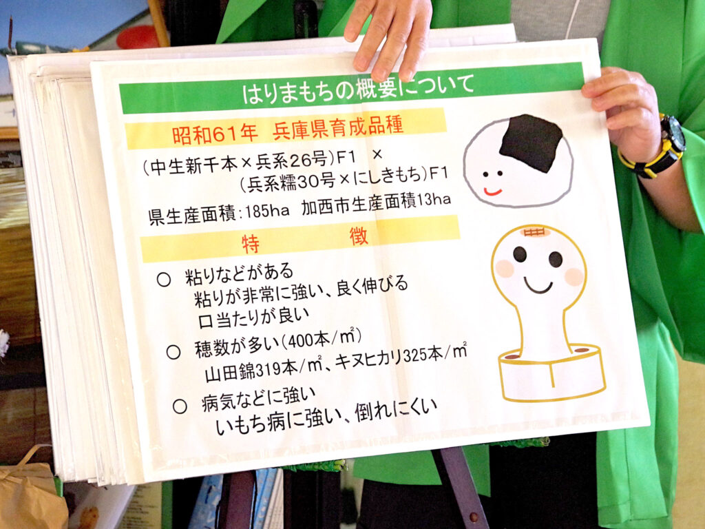 兵庫県育生品種の「はりまもち」