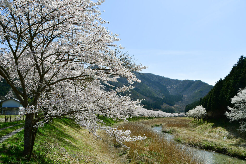 武庫川沿いに続く桜堤