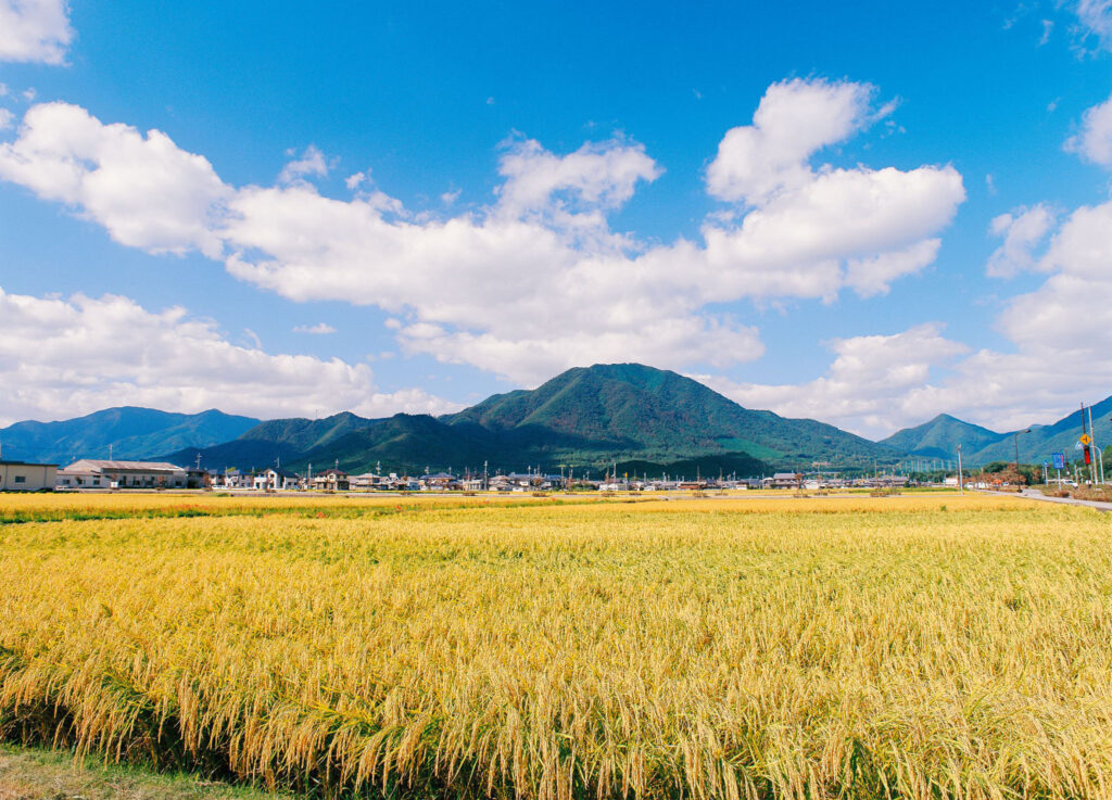 山田錦